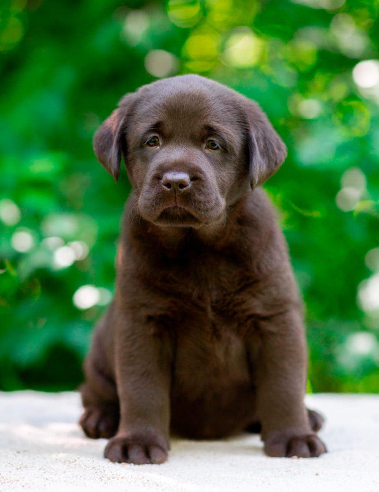 щенки лабрадора