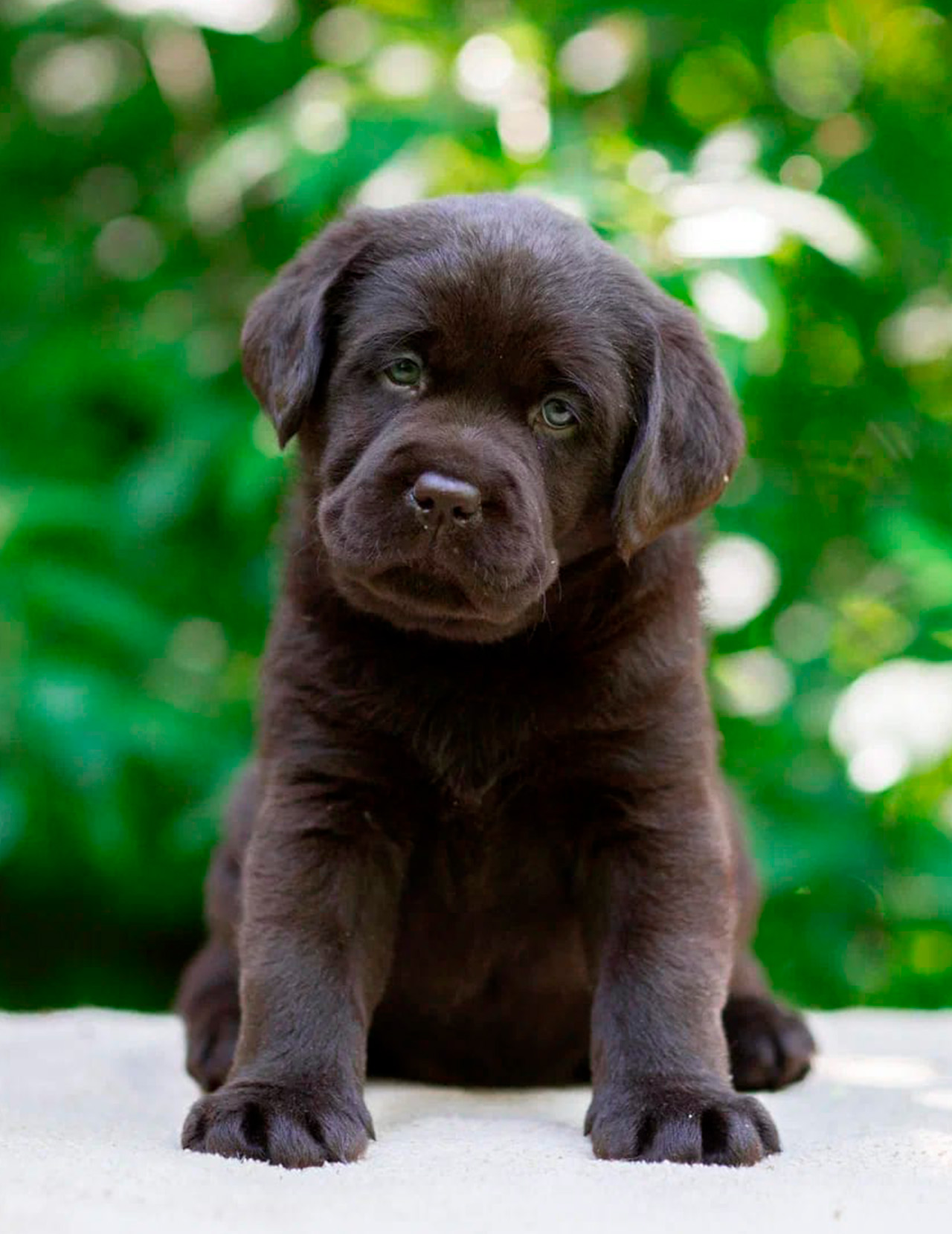 щенки лабрадора