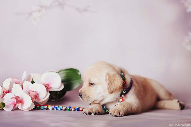 щенки лабрадора