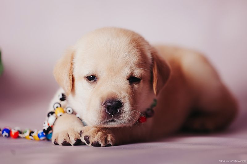 щенки лабрадора