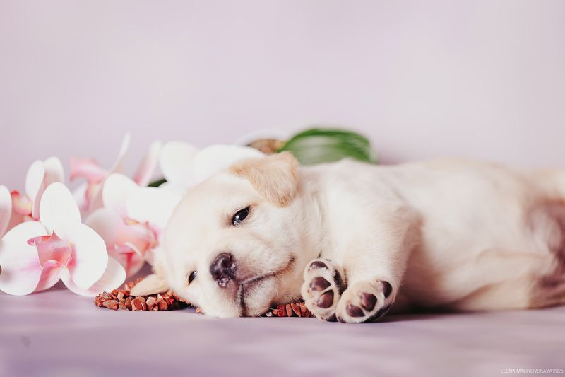 щенки лабрадора