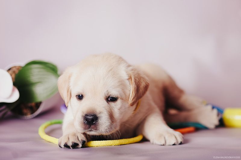 щенки лабрадора