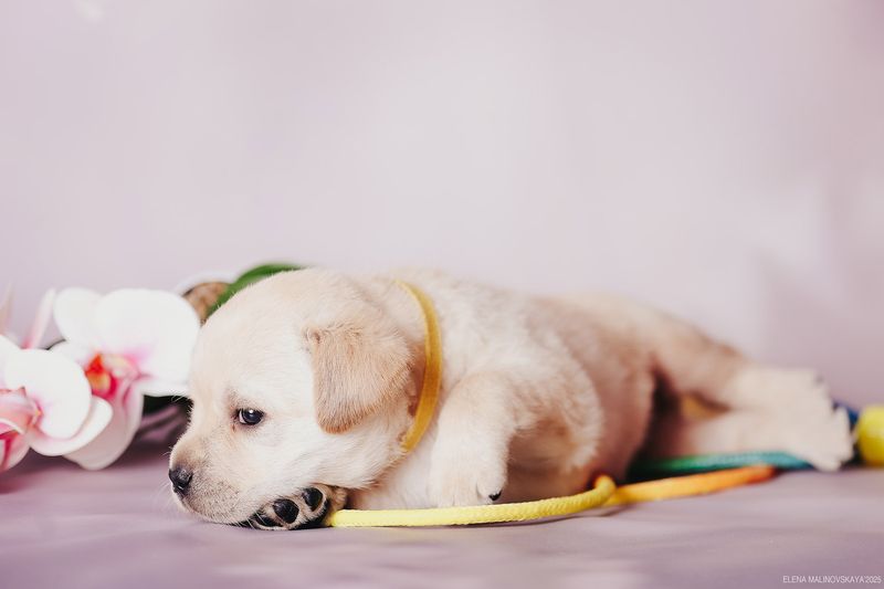 щенки лабрадора