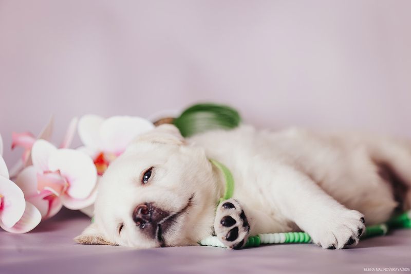 щенки лабрадора