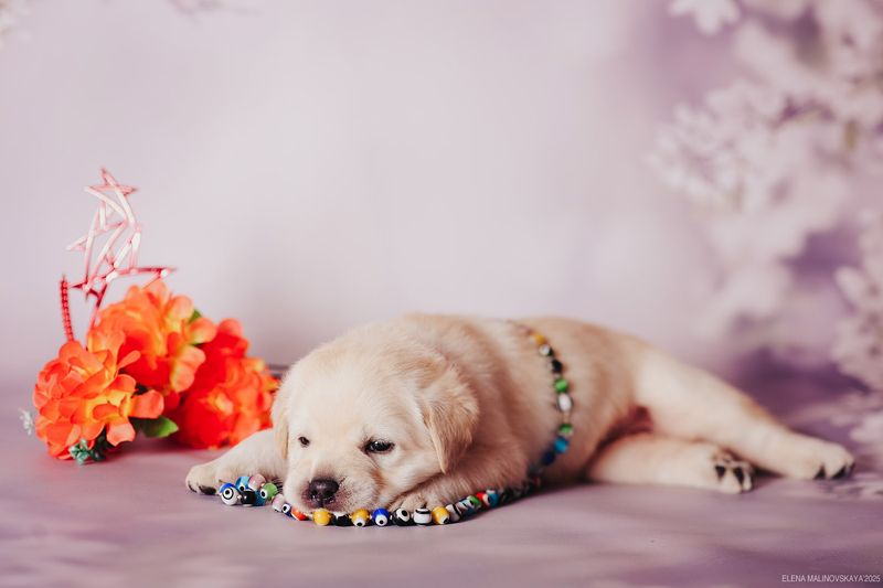 щенки лабрадора