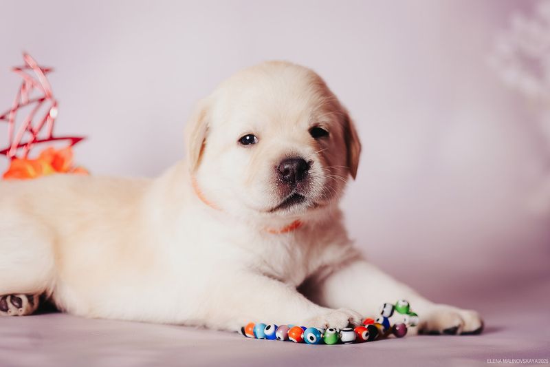 щенки лабрадора