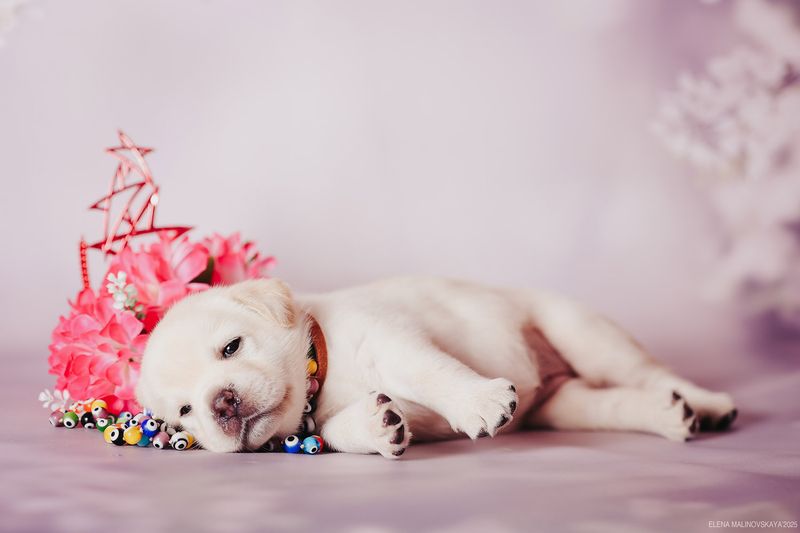 щенки лабрадора