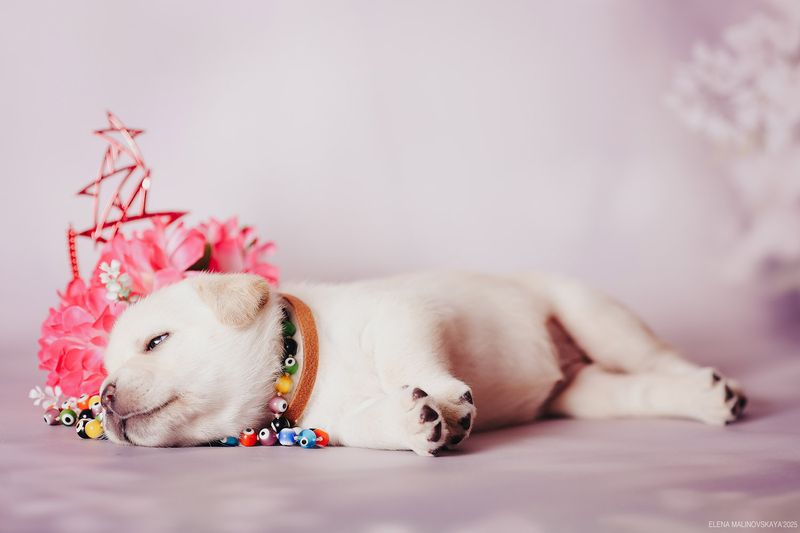 щенки лабрадора