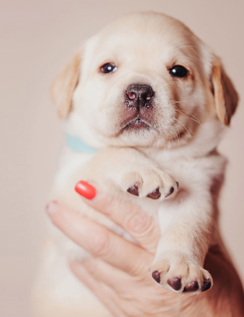 щенки лабрадора